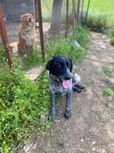 GINA, Hund, Mischlingshund in Griechenland - Bild 13