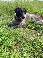 GINA, Hund, Mischlingshund in Griechenland - Bild 14