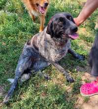 GINA, Hund, Mischlingshund in Griechenland - Bild 2