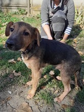 DYLAN, Hund, Mischlingshund in Ungarn - Bild 1