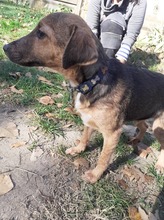 DYLAN, Hund, Mischlingshund in Ungarn - Bild 2