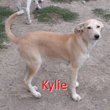 KYLIE, Hund, Mischlingshund in Bulgarien - Bild 1