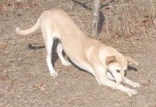 KYLIE, Hund, Mischlingshund in Bulgarien - Bild 2