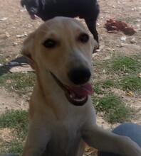 KYLIE, Hund, Mischlingshund in Bulgarien - Bild 4