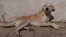 KYLIE, Hund, Mischlingshund in Bulgarien - Bild 5