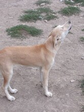 KYLIE, Hund, Mischlingshund in Bulgarien - Bild 7