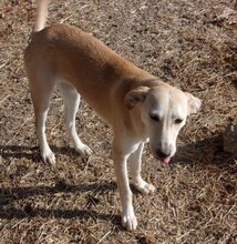 KYLIE, Hund, Mischlingshund in Bulgarien - Bild 8