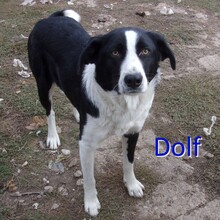 DOLF, Hund, Mischlingshund in Bulgarien - Bild 1