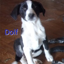DOLF, Hund, Mischlingshund in Bulgarien - Bild 2