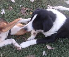 DOLF, Hund, Mischlingshund in Bulgarien - Bild 3