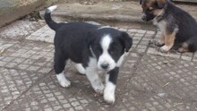 DOLF, Hund, Mischlingshund in Bulgarien - Bild 6
