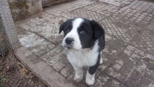 DOLF, Hund, Mischlingshund in Bulgarien - Bild 7