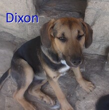 DIXON, Hund, Mischlingshund in Bulgarien - Bild 1