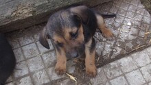 DIXON, Hund, Mischlingshund in Bulgarien - Bild 2