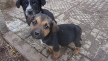 DIXON, Hund, Mischlingshund in Bulgarien - Bild 3