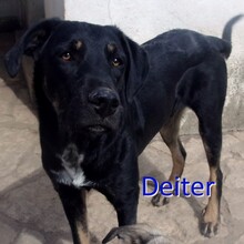 DEITER, Hund, Mischlingshund in Bulgarien - Bild 1