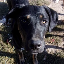 DEITER, Hund, Mischlingshund in Bulgarien - Bild 2