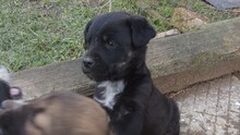 DEITER, Hund, Mischlingshund in Bulgarien - Bild 5