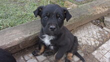 DEITER, Hund, Mischlingshund in Bulgarien - Bild 6