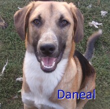 DANEAL, Hund, Mischlingshund in Unna - Bild 1