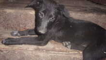 GALIA, Hund, Mischlingshund in Bulgarien - Bild 3