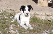 IZAAK, Hund, Mischlingshund in Bulgarien - Bild 3