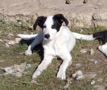 IZAAK, Hund, Mischlingshund in Bulgarien - Bild 5