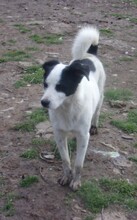 IZAAK, Hund, Mischlingshund in Bulgarien - Bild 6