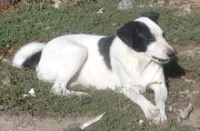 IZAAK, Hund, Mischlingshund in Bulgarien - Bild 7