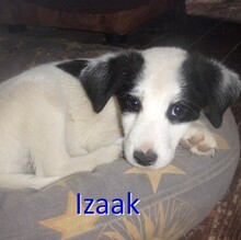 IZAAK, Hund, Mischlingshund in Bulgarien - Bild 8
