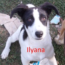 ILYANA, Hund, Mischlingshund in Bulgarien - Bild 1