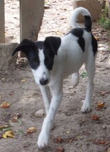 ILYANA, Hund, Mischlingshund in Bulgarien - Bild 6