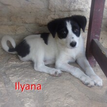 ILYANA, Hund, Mischlingshund in Bulgarien - Bild 7