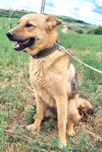 LISSA, Hund, Deutscher Schäferhund-Mix in Rumänien - Bild 1