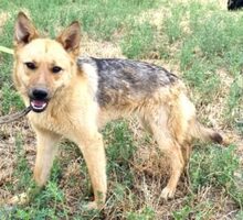 LISSA, Hund, Deutscher Schäferhund-Mix in Rumänien - Bild 2