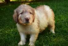 KENOBI, Hund, Mischlingshund in Rumänien - Bild 4