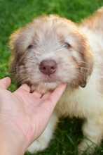KENOBI, Hund, Mischlingshund in Rumänien - Bild 9
