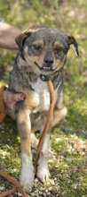 ENJA, Hund, Mischlingshund in Bulgarien - Bild 2