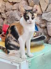 DONNA, Katze, Europäisch Kurzhaar in Deutschland - Bild 1