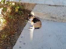 DONNA, Katze, Europäisch Kurzhaar in Deutschland - Bild 2