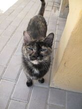 DYNA, Katze, Europäisch Kurzhaar in Spanien - Bild 1