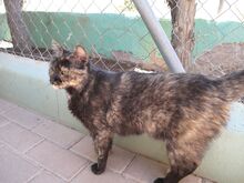 DYNA, Katze, Europäisch Kurzhaar in Spanien - Bild 2