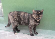 DYNA, Katze, Europäisch Kurzhaar in Spanien - Bild 4