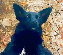 SHORTY, Hund, Mischlingshund in Rabenau - Bild 1