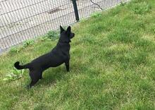 SHORTY, Hund, Mischlingshund in Rabenau - Bild 10
