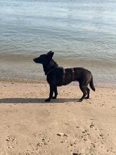 SHORTY, Hund, Mischlingshund in Rabenau - Bild 7