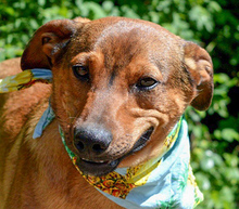 OKTAVIO, Hund, Mischlingshund in Slowakische Republik - Bild 1