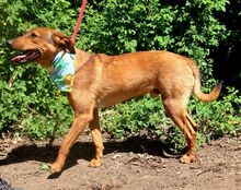 OKTAVIO, Hund, Mischlingshund in Slowakische Republik - Bild 7