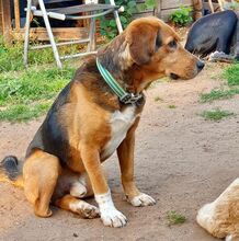 BILLYJO, Hund, Mischlingshund in Wasbek - Bild 10
