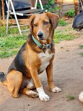 BILLYJO, Hund, Mischlingshund in Wasbek - Bild 11